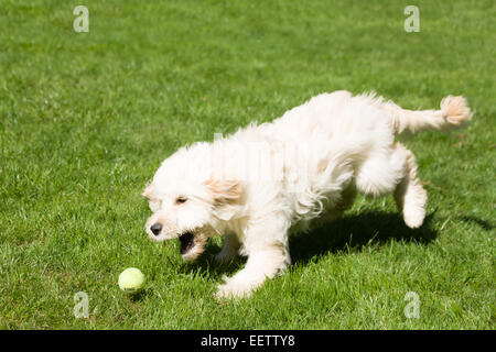 Fünf Monate alte Goldendoodle, Chinook, jagen einen Tennisball in den Hinterhof in Issaquah, Washington, USA Stockfoto