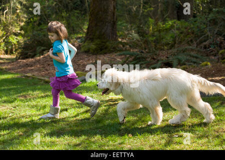 Fünf Monate alte Goldendoodle, Chinook, Jagd nach ihrem vier Jahre alten Mädchen-Besitzer in Issaquah, Washington, USA Stockfoto