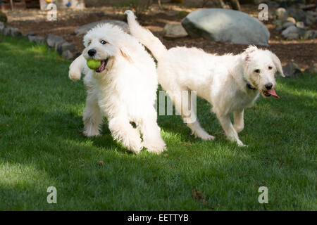 Fünf Monate alte Goldendoodle und neun Monate alten Goldendoodle/Terrier-mix zusammen laufen in ihrem Hinterhof Stockfoto