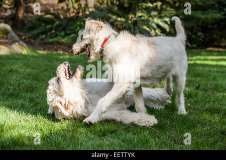 Fünf Monate alte Goldendoodle und neun Monate alten Goldendoodle/Terrier-mix zusammen toben draußen im Hinterhof Stockfoto