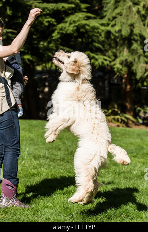 Fünf Monate alte Goldendoodle, Chinook, gelehrt, "springen" in den Hinterhof in Issaquah, Washington, USA Stockfoto