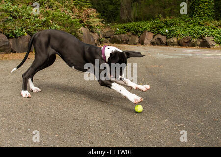 Sechs Monate alte Deutsche Dogge Welpen, Athena, stürzen sich auf einen Tennisball, der für sie in Issaquah, Washington, USA ausgelöst wurde Stockfoto