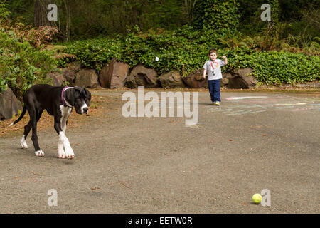 Drei Jahre alter Junge wirft einen Tennisball für seine sechs Monate alte Deutsche Dogge Welpen, Athena, jagen in Issaquah, Washington, USA Stockfoto