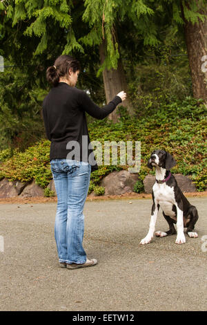 Sechs Monate alte Deutsche Dogge Welpe, Athena, Reaktion auf eine "sitzen" und "Bleib" Befehl in Issaquah, Washington, USA Stockfoto