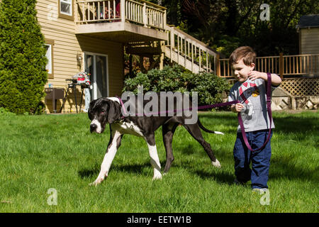 Drei Jahre alter Junge versucht, seine sechs Monate alten Deutsche Dogge Welpe, Athena, für einen Spaziergang in seinem Hinterhof nehmen Stockfoto