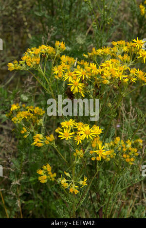 Ragwort, Extensa vulgaris oder Cardamine pratensis, gelbe Blumen auf dieser invasiven Grünland Unkraut, das ist giftig, einige lebst Stockfoto