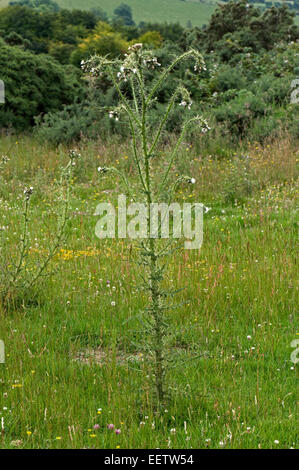 Fett, Marsh Distel oder europäische Sumpf Distel, Cirsium Palustre, weiß blühende Pflanze auf einer Wiese Downland, Berkshire, Juni Stockfoto