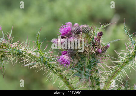 Fett, Marsh Distel oder europäische Sumpf Distel, Cirsium Palustre, lila blühende Pflanze auf einer Wiese Downland, Berkshire, Juli Stockfoto