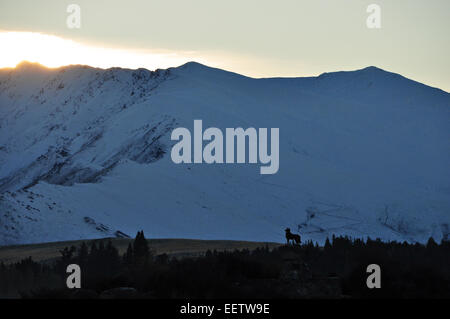 Der Bronze-Schäferhund der Lake Tekapo Uhren den Sonnenaufgang über den Bergen, Neuseeland. Stockfoto