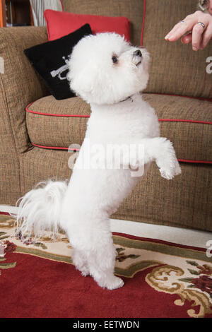 Pablo, ein Bichon Frise Hund demonstriert seine Fähigkeit, auf seinen Hinterbeinen tanzen Stockfoto