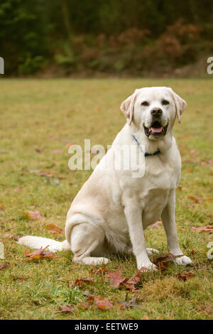 Murphy, englische Yellow Labrador Retriever, lächelnd beim Sitzen auf Befehl, in einem Park im Westen der USA, Washington Stockfoto