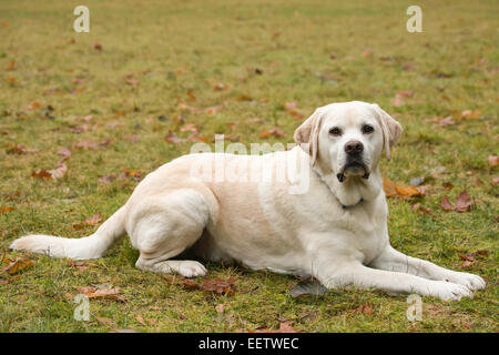 Murphy, englische Yellow Labrador Retriever, liegend auf Befehl, in einem Park im Westen der USA, Washington Stockfoto