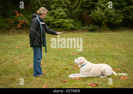 Murphy, englischer gelbe Labrador Retriever Hund, liegend nach einem "down"-Befehl, in einem Park im Westen der USA, Washington Stockfoto