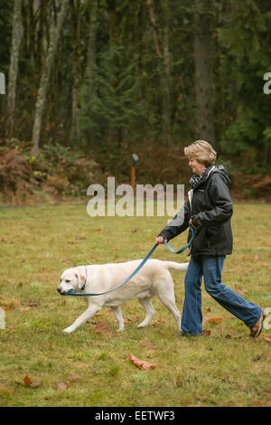 Murphy, englische Yellow Labrador Retriever, kauen an seiner Leine bei einem Spaziergang in einem Park in Issaquah, Washington, USA Stockfoto