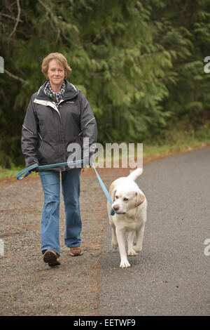 Murphy, englische Yellow Labrador Retriever, kauen an seiner Leine spazieren am Straßenrand in Issaquah, Washington Stockfoto