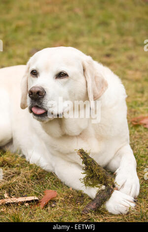 Murphy, englische Yellow Labrador Retriever, liegend in der Wiese, kauen auf einem Stick in Issaquah, Washington, USA Stockfoto