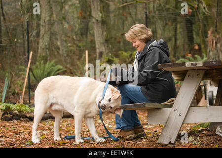 Murphy, englische Yellow Labrador Retriever, spielerisch zerren an der Leine mit dem Besitzer, in einem Park im Westen der USA, Washington Stockfoto