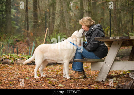 Murphy, englische Yellow Labrador Retriever, liebevoll gab einen Kuss zu seinem Besitzer in einem Park im Westen der USA, Washington Stockfoto