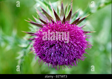 Blühende Moschusdistel, Carduus nutans, purpurne Blume mit Blumenkäfer, Brassicogethes aeneus, auf der Unterlandweide, Berkshire, Ju Stockfoto