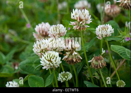 Blüte weiß-Klee, Trifolium Repens, Berkshire, Juli Stockfoto