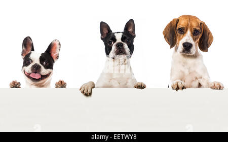 Drei Hunde, die mit Blick auf eine Wand Stockfoto