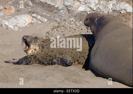 Nördlichen See-Elefanten weiblich, männlich und Hund am Strand in San Simeon, Kalifornien, USA. Stockfoto