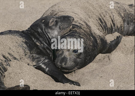 Nördlichen See-Elefanten Babys ruht in San Simeon, Kalifornien, USA. Stockfoto