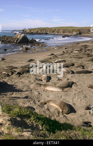 See-Elefanten Kolonie an einem Strand in San Simeon, Kalifornien, USA. Stockfoto