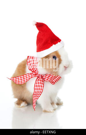 Kaninchen mit Weihnachtsmütze isoliert auf weiss Stockfoto