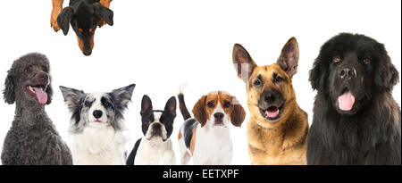 Gruppe von Hunden isoliert auf weiss Stockfoto