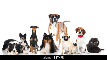 Gruppe von Hunden isoliert auf weiss Stockfoto