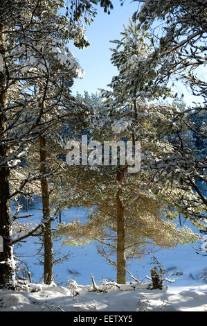 schneebedeckte Kiefern am Rande einer Plantage in entfernten Schottland Stockfoto