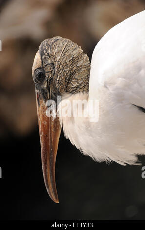 Holz-Storch häufig gesehen in den Florida Everglades Stockfoto