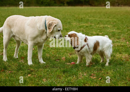 6 Jahre alten englischen gelben Labrador, Murphy, schnüffeln Nasen beim Treffen eines neuen Hundes, ein 2 Jahre altes Cavalier King Charles Spaniel Stockfoto