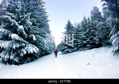 Ein einsamer Wanderer treks nach einer Übernachtung Schneedusche einen Weg durch einen Kiefernwald Plantage Schnee gefüllt Stockfoto