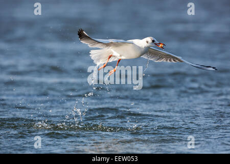 Black-headed Gull Chroicocephalus Ridibundus fliegen nach dem Fang Element aus der Oberfläche des Wassers mit splash Stockfoto