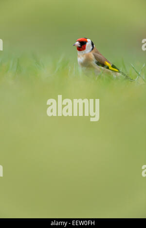 Einzelne europäische Goldfinch Zuchtjahr Zuchtjahr mit unscharfen Vorder- und Hintergrund thront auf dem Rasen Stockfoto
