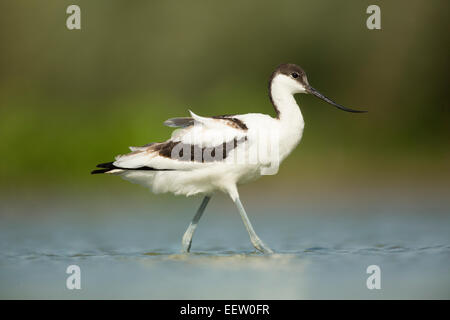 Pied Avocet Recurvirostra Avosetta laufen im flachen Wasser Stockfoto