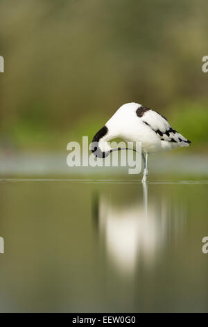 Pied Avocet Recurvirostra Avosetta putzen mit Relfection in kleinen pool Stockfoto