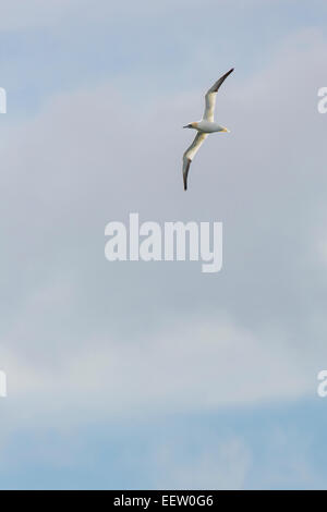 Northern Gannet Morus Bassanus mit Flügel ausgestreckt Hintergrundbeleuchtung gegen blauen Wolkenhimmel Stockfoto