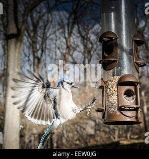 Blue Jay in der Luft landen auf Vogelhäuschen mit Spread WIngs Stockfoto