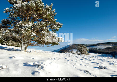 Schneebedeckte Scots Kiefer und Landschaft in einem abgelegenen schottischen glen Stockfoto