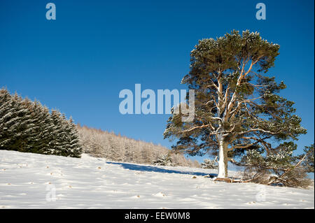 Eine majestätische Scots Kiefer steht entfernt von einer Kiefer-Plantage in einem abgelegenen schottischen Glen im winter Stockfoto