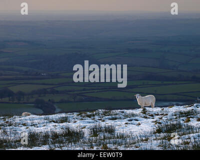 Schafe auf Schnee bedeckt Hügel, Exmoor, Somerset, Großbritannien Stockfoto