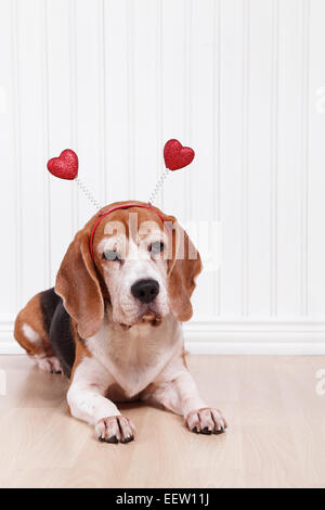 Süße Beagle Hund trägt ein Valentinstag rotes Herz Kopf boppers Stockfoto