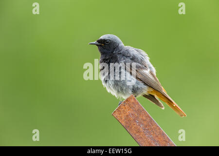 Männliche Black Redstart Phoenicurus Ochruros sitzen Warnung auf rostigen Metallpfosten mit grünen diffusen Hintergrund Stockfoto