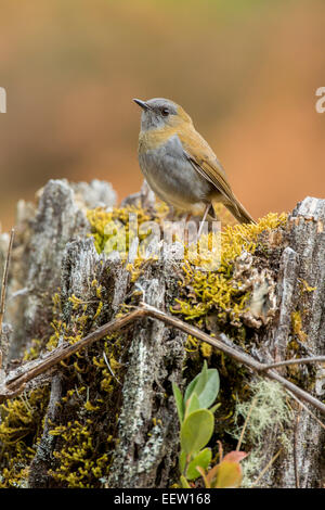 Schwarz-billed Nachtigall-Drossel Catharus Gracilirostris thront auf bemoosten Stamm in San Gerardo de Dota, Costa Rica, März 2014 Stockfoto