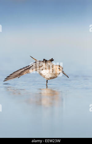 Alpenstrandläufer Calidris Alpina Flügel erstreckt sich im flachen Wasser klar Hintergrund Salthouse, Norfolk, September 2013. Stockfoto