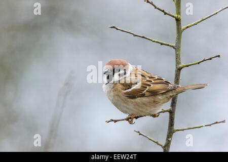 Seitenansicht des eurasischen Tree Sparrow Passer Montanus thront auf Baum Stockfoto