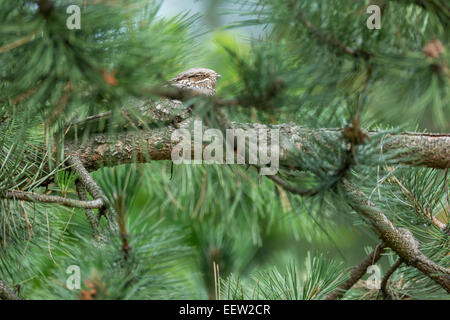 Einzigen männlichen Europäische Ziegenmelker Caprimulgus Europaeus Schlafplatz im Kiefer, Pusztaszer, Ungarn, Juni 2013. Stockfoto